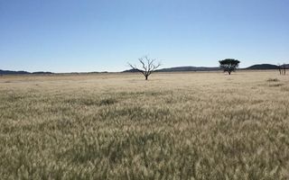 15 Bedroom Farm For Sale in Dordabis