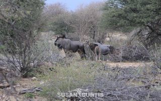 20 Bedroom Hospitality For Sale in Omaruru