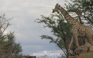 20 Bedroom Hospitality For Sale in Omaruru