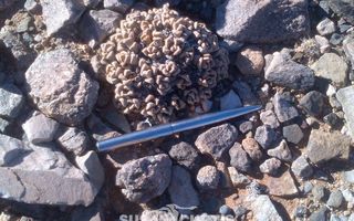 29 Bedroom Hospitality For Sale in Aus