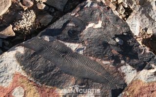 29 Bedroom Hospitality For Sale in Aus