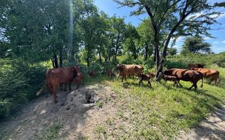 Farm For Sale in Grootfontein