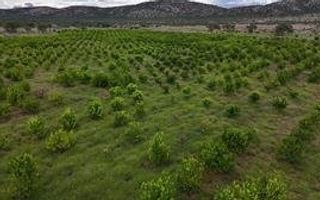 Farm For Sale in Outjo