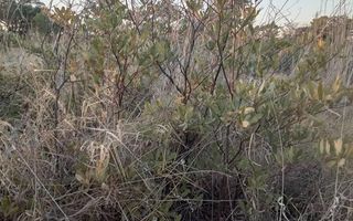 Farm For Sale in Rundu