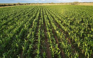 4 Bedroom Farm For Sale in Otjiwarongo