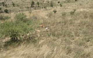House For Sale in Daan Viljoen, Windhoek