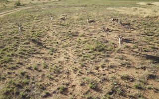 Farm For Sale in Witvlei