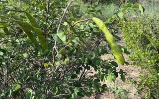Farm For Sale in Grootfontein