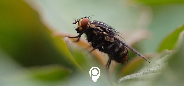 Eco-Friendly Pest Control Solutions