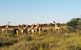 Farm For Sale in Gobabis