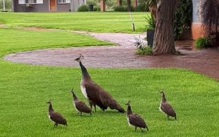 21 Bedroom Smallholding For Sale in Aris, Windhoek