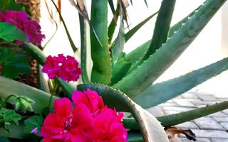 8 Bedroom House For Sale in Vineta, Swakopmund