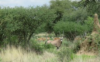 Farm For Sale in Okahandja