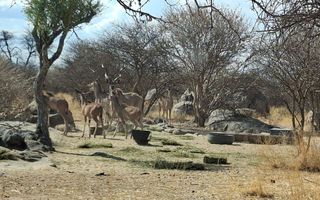 Farm For Sale in Okahandja