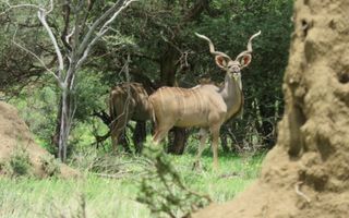 Farm For Sale in Okahandja