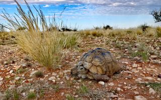 Farm For Sale in Mariental