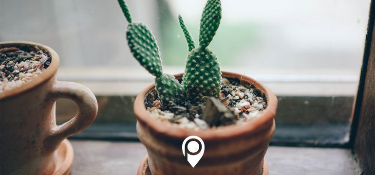 3 LIFE HACKS FOR HEALTHY HOUSEPLANTS