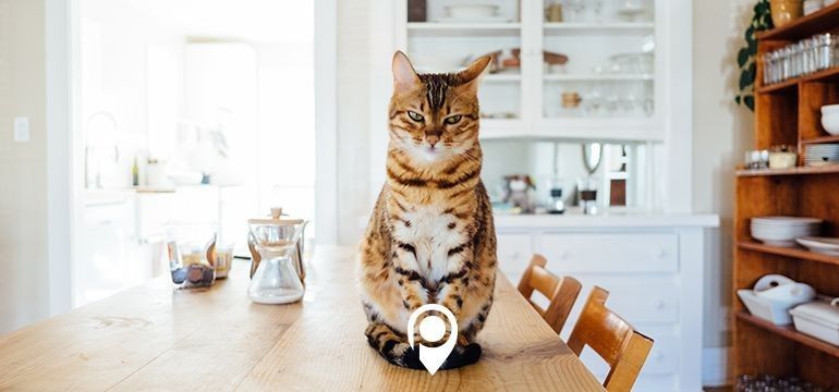 Saving holiday guests from a ruff visit